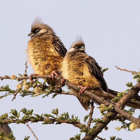 Speckled Mousebird