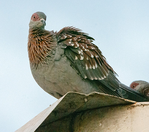 Speckled pigeon