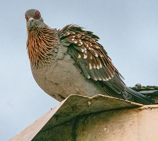 Speckled pigeon