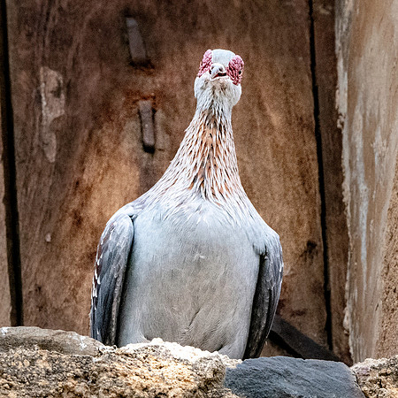 Speckled pigeon