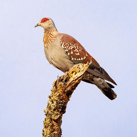 Speckled pigeon