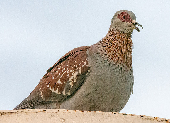 Speckled pigeon