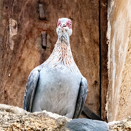 Speckled pigeon