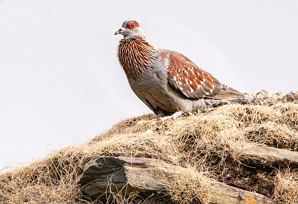 Speckled pigeon