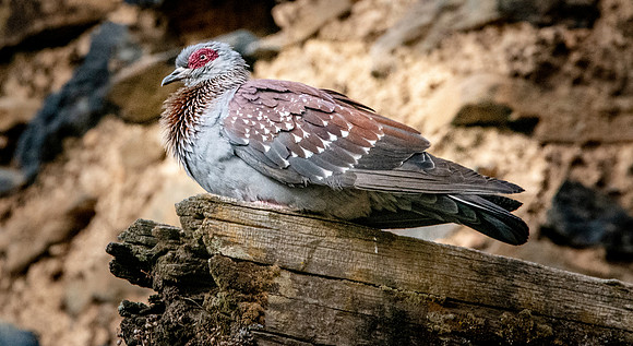 Speckled pigeon
