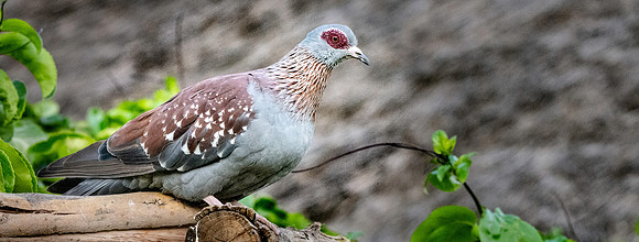 Speckled pigeon