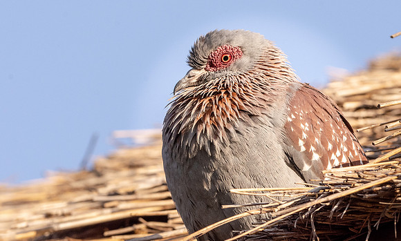 Speckled pigeon