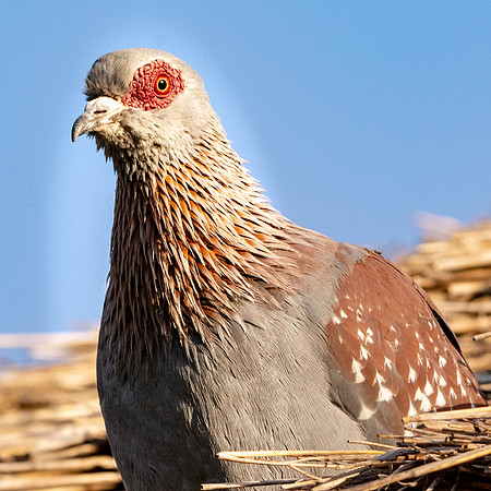 Speckled pigeon