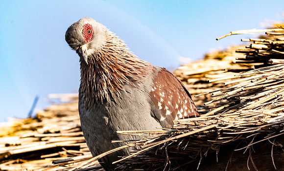 Speckled pigeon