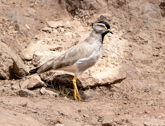 Spot breasted lapwing