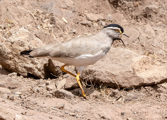 Spot breasted lapwing