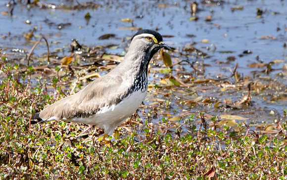 Spot breasted lapwing