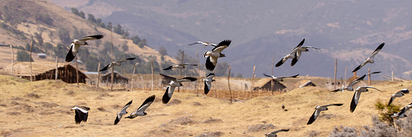 Spot breasted lapwing