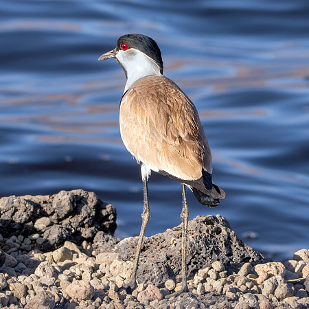 Spur winged lapwing / plover