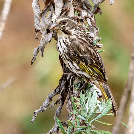 Streaky seedeater