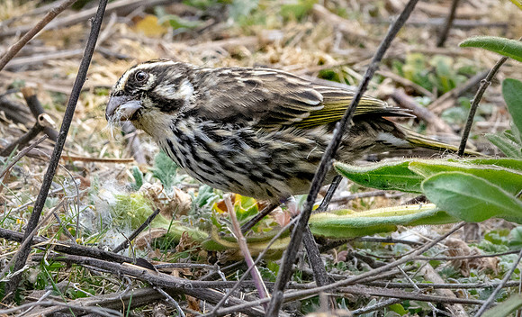 Streaky seedeater