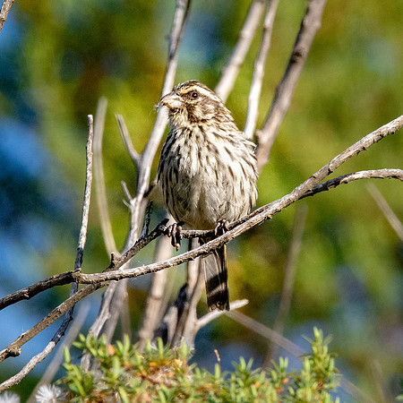 Streaky seedeater