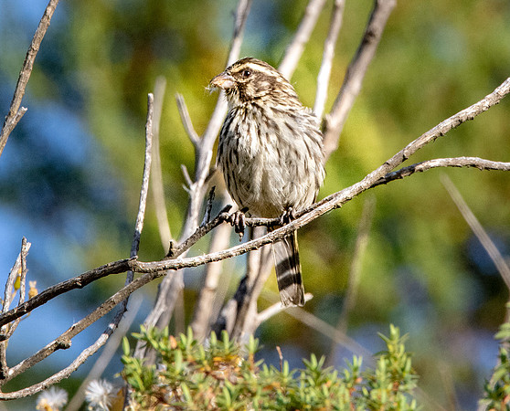 Streaky seedeater