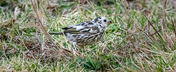 Streaky seedeater