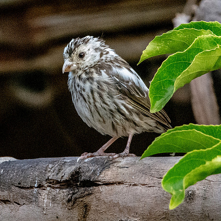 Streaky seedeater