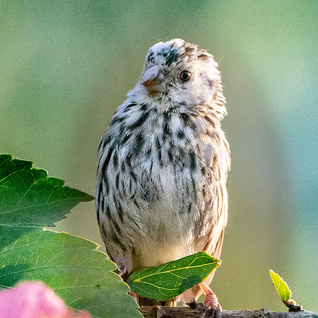 Streaky seedeater