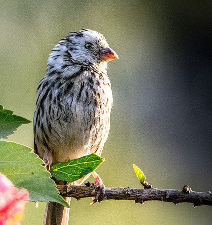 Streaky seedeater