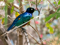 Superb starling