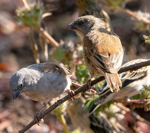 Swainson's sparrow