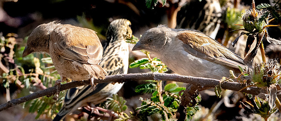 Swainson's sparrow