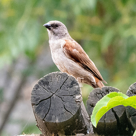 Swainson's sparrow