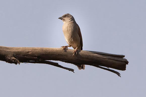 Swainson's sparrow