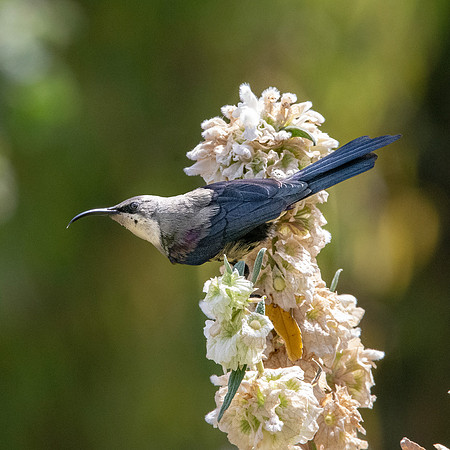 Tacazze sunbird