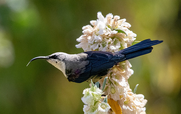 Tacazze sunbird