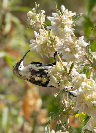 Tacazze sunbird