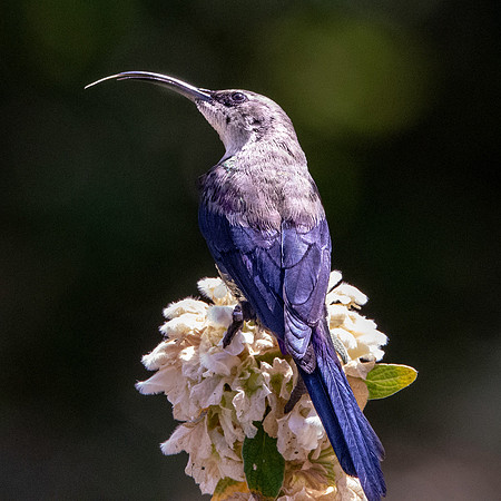 Tacazze sunbird, male