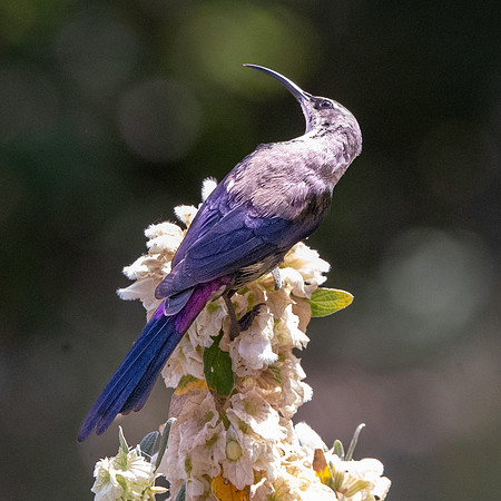 Tacazze sunbird, male