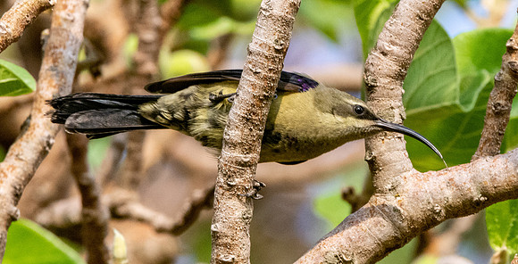 Tacazze sunbird