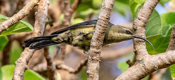 Tacazze sunbird