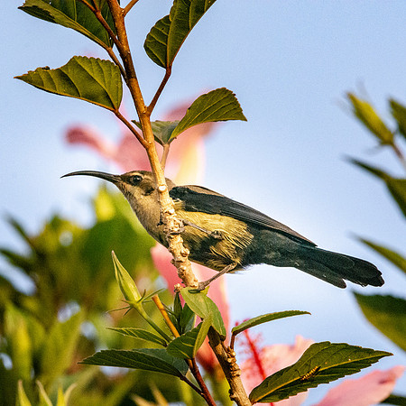 Tacazze sunbird
