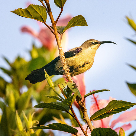Tacazze sunbird