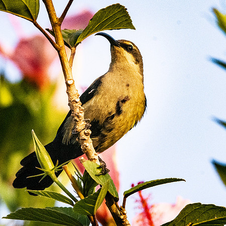 Tacazze sunbird