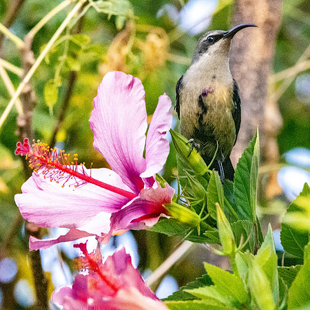 Tacazze sunbird