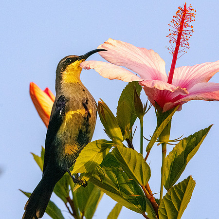 Tacazze sunbird