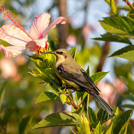 Tacazze sunbird