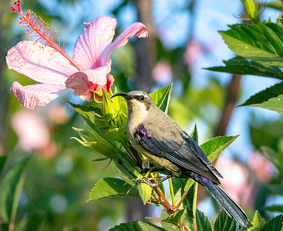 Tacazze sunbird