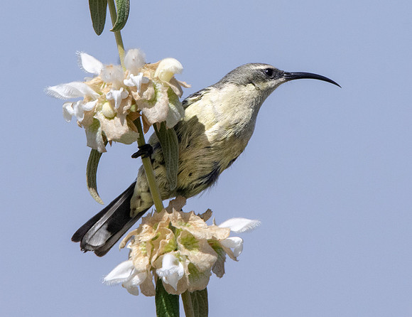 Tacazze sunbird