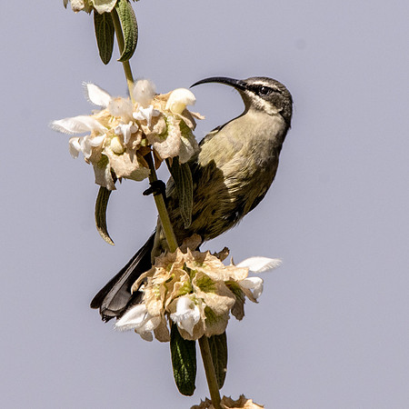 Tacazze sunbird