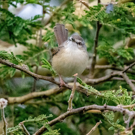 Tawny flanked prinia
