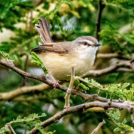 Tawny flanked prinia