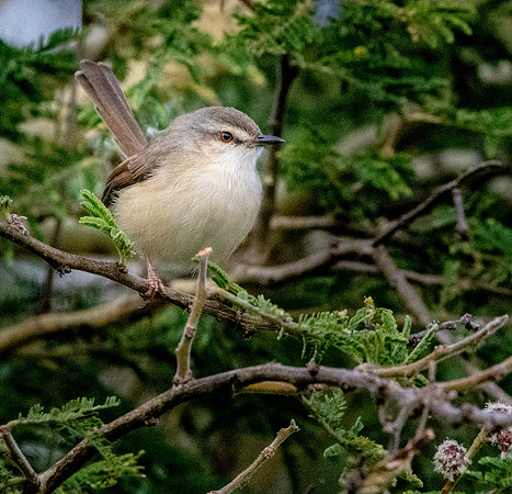 Tawny flanked prinia